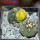 GYMNOCALYCIUM spegazzinii var. unguispinum SL 44b x vatteri f. unguispinum f. variegate 