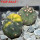 GYMNOCALYCIUM spegazzinii var. unguispinum SL 44b x vatteri f. unguispinum f. variegate 
