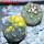 GYMNOCALYCIUM spegazzinii var. unguispinum SL 44b x vatteri f. unguispinum f. variegate 