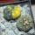 GYMNOCALYCIUM spegazzinii var. unguispinum SL 44b x vatteri f. unguispinum f. variegate 