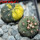 GYMNOCALYCIUM spegazzinii var. unguispinum SL 44b x vatteri f. unguispinum f. variegate 