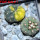 GYMNOCALYCIUM spegazzinii var. unguispinum SL 44b x vatteri f. unguispinum f. variegate 