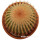 UEBELMANNIA pectinifera aff. f. nova RNK 90, illustrative photo