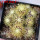 UEBELMANNIA pectinifera aff. f. nova RNK 90, 9 pcs., one 6,5 cm pot, SEEDLINGS