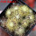UEBELMANNIA pectinifera aff. f. nova RNK 90, 9 pcs., one 6,5 cm pot, SEEDLINGS