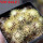UEBELMANNIA pectinifera aff. f. nova RNK 90, 9 pcs., one 6,5 cm pot, SEEDLINGS