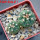 GYMNOCALYCIUM spegazzinii var. unguispinum SL 44b, 5 cm pot, 2 pcs., SEEDLINGS