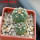 GYMNOCALYCIUM spegazzinii var. unguispinum SL 44b, 5 cm pot, 2 pcs., SEEDLINGS