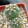 GYMNOCALYCIUM spegazzinii var. unguispinum SL 44b, 5 cm pot, 2 pcs., SEEDLINGS