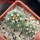 GYMNOCALYCIUM spegazzinii var. unguispinum SL 44b, 5 cm pot, 2 pcs., SEEDLINGS