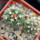 GYMNOCALYCIUM spegazzinii var. unguispinum SL 44b, 5 cm pot, 2 pcs., SEEDLINGS