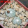 BLOSSFELDIA pedicellata, 5 cm pot, 2 pcs., SEEDLINGS