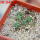 AZTEKIUM valdezii GCG 10893, 1 pot 6 cm, 7 pcs., SEEDLINGS  