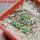 AZTEKIUM valdezii GCG 10893, 1 pot 6 cm, 7 pcs., SEEDLINGS  