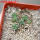 AZTEKIUM valdezii GCG 10893, 1 pot 6 cm, 7 pcs., SEEDLINGS  