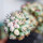 ORTEGOCACTUS macdougallii cv. Emil, illustrative photo