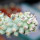 ORTEGOCACTUS macdougallii cv. Emil, illustrative photo