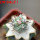 ORTEGOCACTUS macdougallii cv. Emil, 6 cm pot, grafted offset