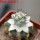 ORTEGOCACTUS macdougallii cv. Emil, 6 cm pot, grafted offset