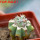 ORTEGOCACTUS macdougallii cv. Emil, 6 cm pot, grafted offset