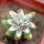 ORTEGOCACTUS macdougallii cv. Emil, 6 cm pot, grafted offset