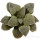 HAWORTHIA cv. White Frozen, illustrative photo