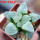 HAWORTHIA cv. White Frozen, 6 cm pot, rooted offset