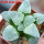 HAWORTHIA cv. White Frozen, 6 cm pot, rooted offset