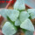HAWORTHIA cv. White Frozen, 6 cm pot, rooted offset