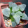 HAWORTHIA cv. White Frozen, 6 cm pot, rooted offset