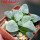 HAWORTHIA cv. White Frozen, 6 cm pot, rooted offset