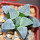 HAWORTHIA cv. White Frozen, 6 cm pot, rooted offset