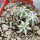 AZTEKIUM hintonii, 5 cm pot, 3 pcs. SEEDLINGS