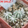 AZTEKIUM hintonii, 5 cm pot, 3 pcs. SEEDLINGS