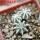 AZTEKIUM hintonii, 5 cm pot, 3 pcs. SEEDLINGS