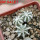 AZTEKIUM hintonii, 5 cm pot, 3 pcs. SEEDLINGS