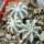 AZTEKIUM hintonii, 5 cm pot, 3 pcs. SEEDLINGS