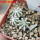 AZTEKIUM hintonii, 5 cm pot, 3 pcs. SEEDLINGS