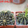 GYMNOCALYCIUM friedrichii var. angustostriatum LB 2178, 2 pcs., 5 cm pots, SEEDLINGS