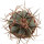 ECHINOCACTUS horizonthalonius var. diabolicus (horizonthalonius x platyacanthus, illustrative photo