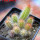 CIPOCEREUS minensis, 12 pcs., 6,5 cm pot,  SEEDLINGS
