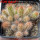 CIPOCEREUS minensis, 19 pcs., 6,5 cm pot,  SEEDLINGS