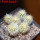 PILOSOCEREUS aurisetus var. densilanatus, 6 pcs., 6,5 cm pot, SEEDLINGS