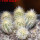 PILOSOCEREUS aurisetus var. densilanatus, 6 pcs., 6,5 cm pot, SEEDLINGS