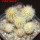 PILOSOCEREUS aurisetus var. densilanatus, 6 pcs., 6,5 cm pot, SEEDLINGS