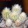 PILOSOCEREUS aurisetus var. densilanatus, 6 pcs., 6,5 cm pot, SEEDLINGS