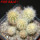 PILOSOCEREUS aurisetus var. densilanatus, 6 pcs., 6,5 cm pot, SEEDLINGS