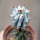 STENOCEREUS beneckei, 6 cm pot, own roots, rooted cutting