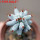STENOCEREUS beneckei, 6 cm pot, own roots, rooted cutting