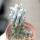 STENOCEREUS beneckei, 6 cm pot, own roots, rooted cutting